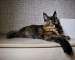Кошки в Ейске: котята Мейн-Кун Девочка, Бесплатно - фото 3