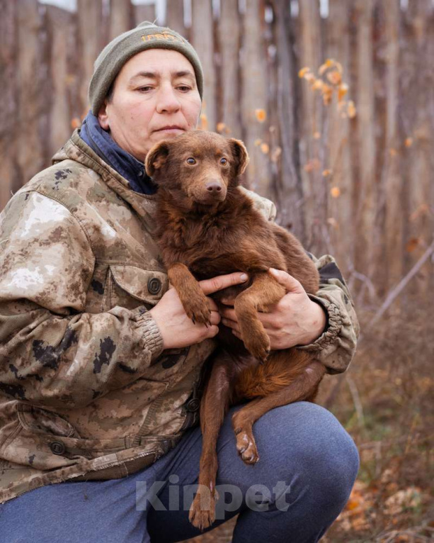 Собаки в Москве: Маленькая собачка в добрые руки Девочка, Бесплатно - фото 1