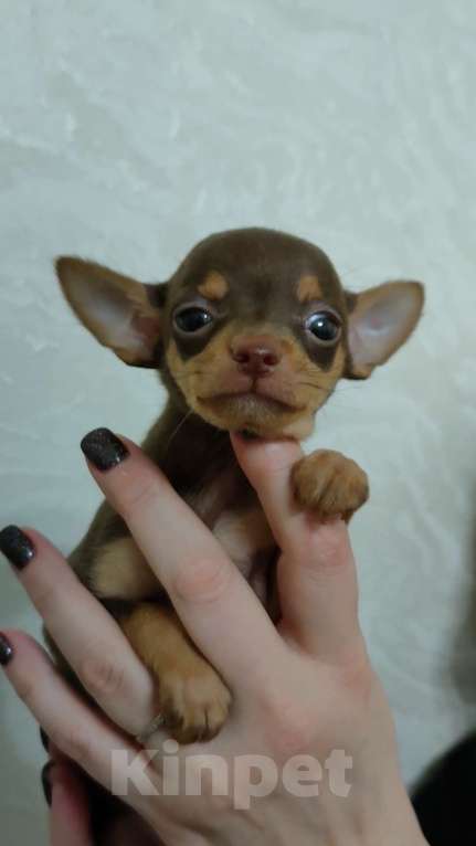 Собаки в Москве: Детка тоя Девочка, 50 000 руб. - фото 3