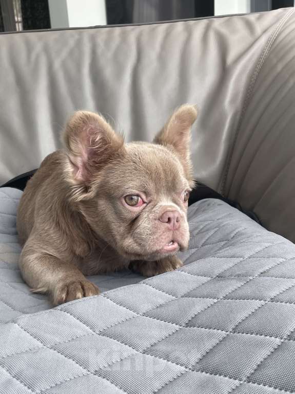 Собаки в Санкт-Петербурге: Девочка Изабелла флаффи Девочка, 100 000 руб. - фото 4