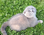 Кошки в Санкт-Петербурге: Шотландский котёнок Девочка, 40 000 руб. - фото 6