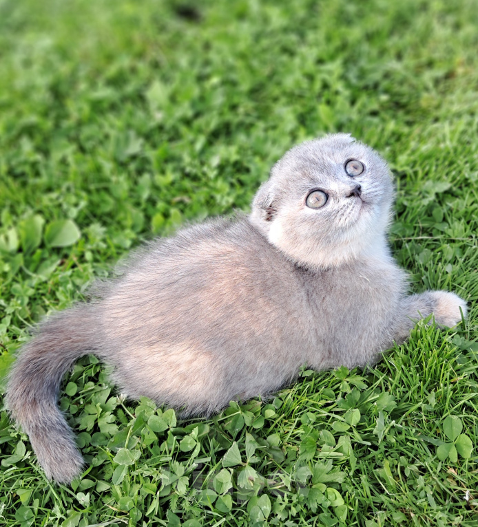 Кошки в Санкт-Петербурге: Шотландский котёнок Девочка, 40 000 руб. - фото 6