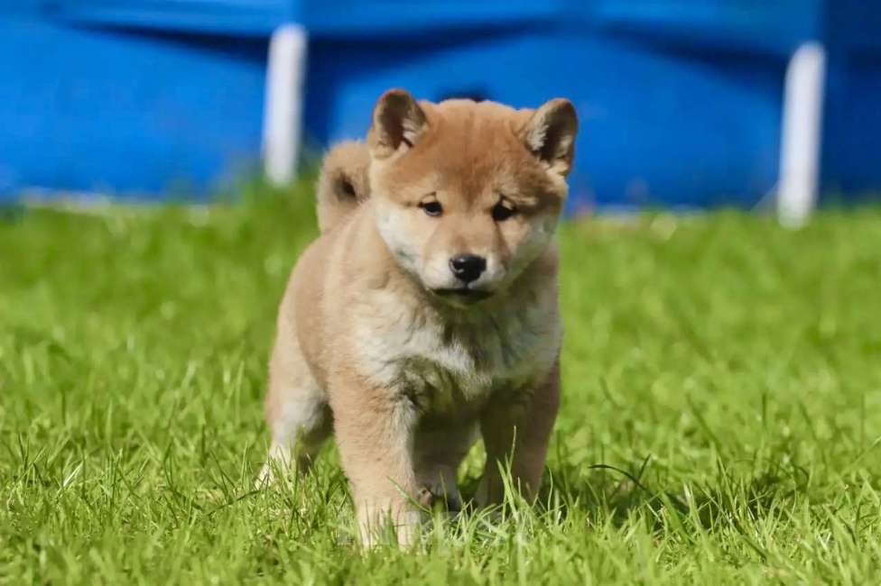 Собаки в Москве: Сиба Ину Мальчик, 50 000 руб. - фото 6