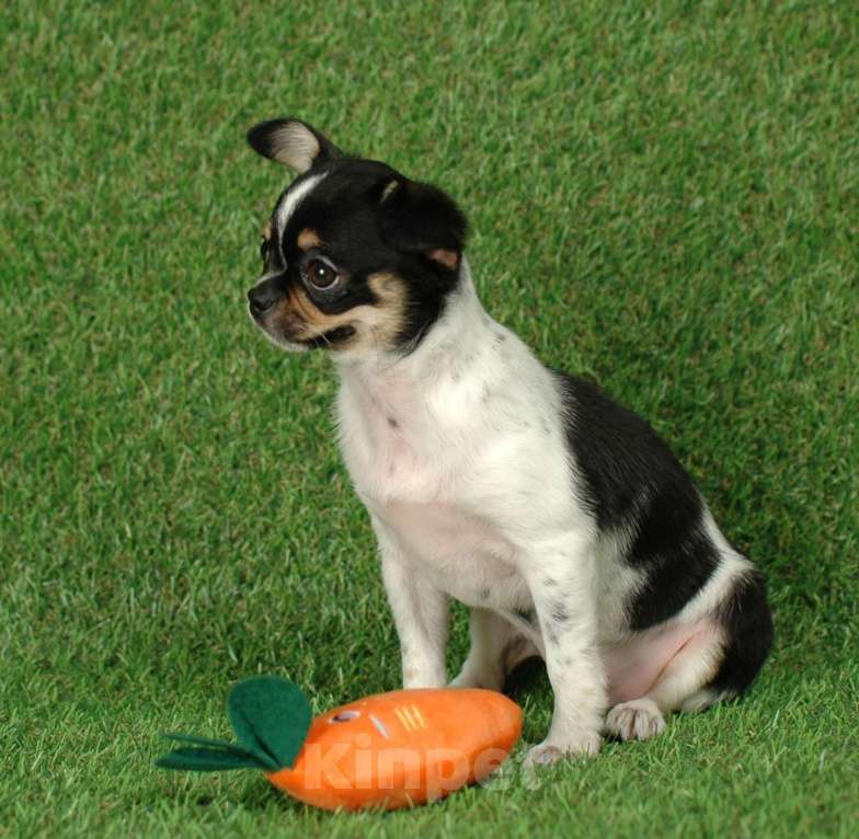 Собаки в Москве: Веселая девчуля Девочка, 17 000 руб. - фото 4