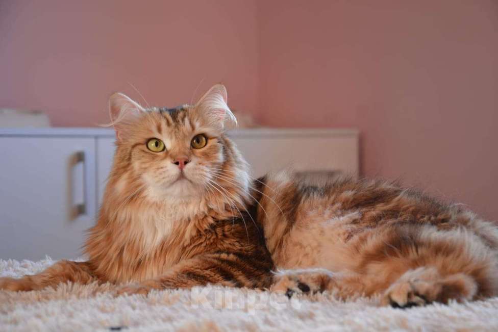 Кошки в Краснодаре: Шикарная кошечка с зелеными глазками Девочка, 35 000 руб. - фото 4