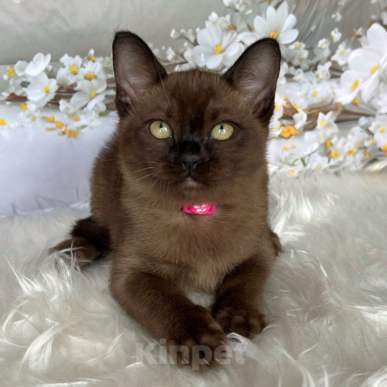 Кошки в Москве: Бурманский котёнок в соболином окрасе, девочка Девочка, 80 000 руб. - фото 8