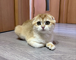 Кошки в Москве: Шотландская вислоухая кошечка Девочка, 30 000 руб. - фото 4