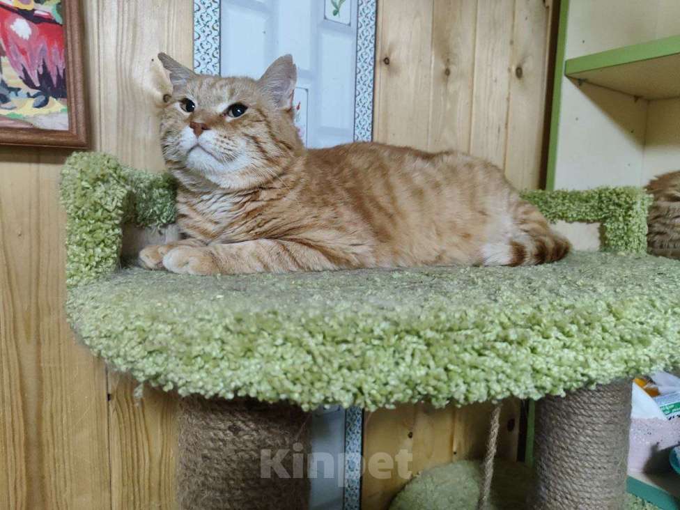 Кошки в Москве: Котик Батя в добрые руки Мальчик, Бесплатно - фото 8