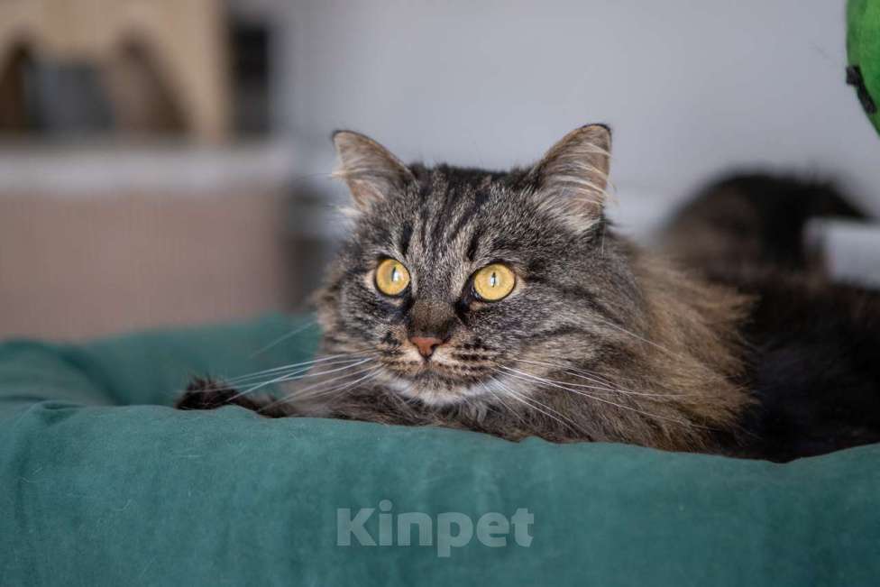 Кошки в Москве: кошка Тома в добрые руки Девочка, Бесплатно - фото 7