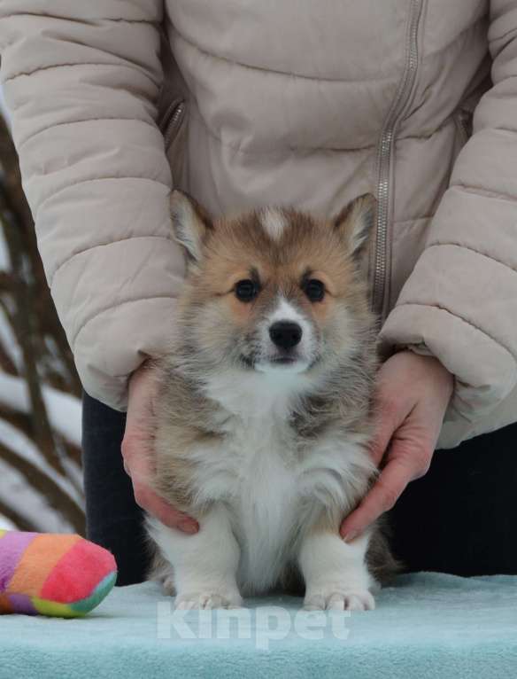 Собаки в Москве: Лакоста Девочка, 80 000 руб. - фото 5