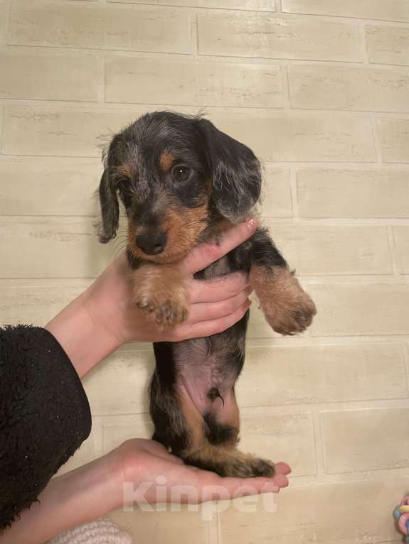 Собаки в Москве: Щенок миниатюрной жесткошерстной таксы Мальчик, 80 000 руб. - фото 3