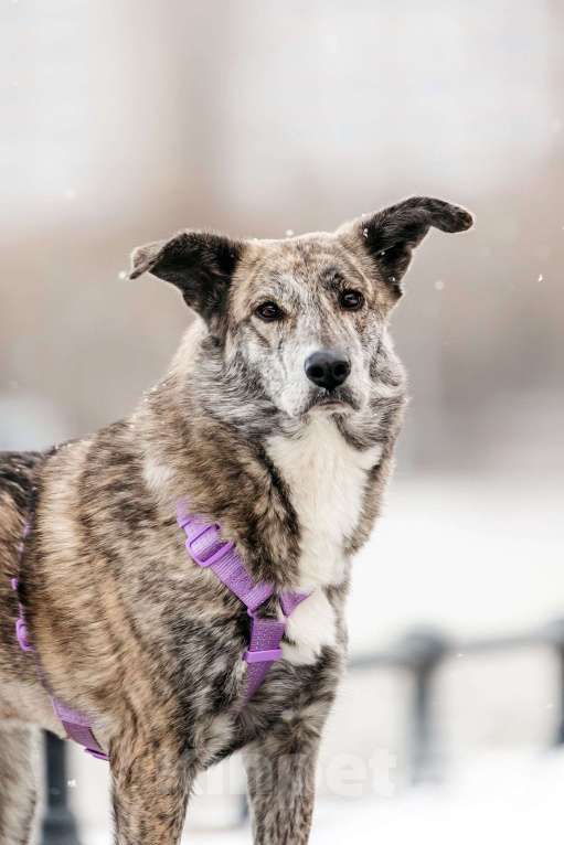 Собаки в Москве: Великолепная Верба ищет дом Девочка, Бесплатно - фото 1