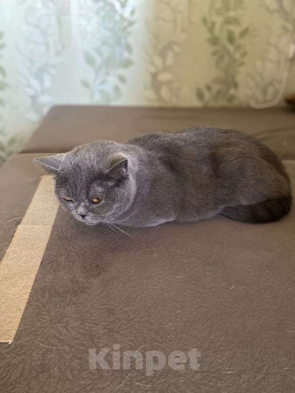 Кошки в Нижнем Новгороде: Пропала кошка в Нижнем Новгороде Девочка, Бесплатно - фото 4