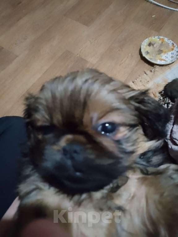 Собаки в Стародубе: Щенки пекинеса Мальчик, 7 000 руб. - фото 1