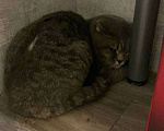 Кошки в Балашихе: Очаровательный котик ищет свою семью Мальчик, 1 руб. - фото 2