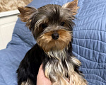 Собаки в Жуковском: Миниатюрная девочка йорка Девочка, 40 000 руб. - фото 4