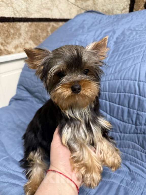 Собаки в Жуковском: Миниатюрная девочка йорка Девочка, 40 000 руб. - фото 4