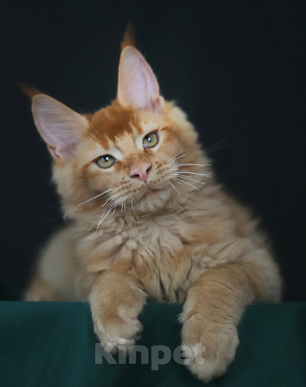 Кошки в Санкт-Петербурге: Котёнок мейн-кун Мальчик, 100 000 руб. - фото 1