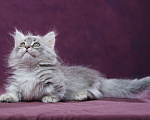 Кошки в Барнауле: Кошечка Юлиана💖 Девочка, Бесплатно - фото 5