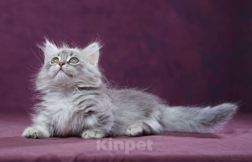 Кошки в Барнауле: Кошечка Юлиана💖 Девочка, Бесплатно - фото 5