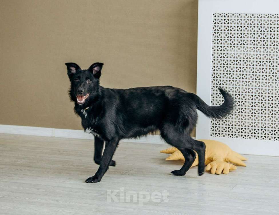 Собаки в Москве: Щенок бесплатно в Москве Девочка, Бесплатно - фото 2