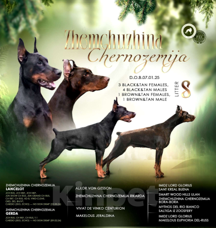 Собаки в Воронеже: Скарлетт 💜 Девочка, 100 000 руб. - фото 3