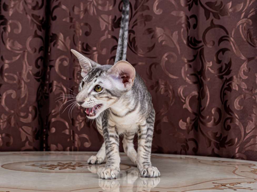 Кошки в Москве: Ориентальный котенок Мальчик, Бесплатно - фото 4