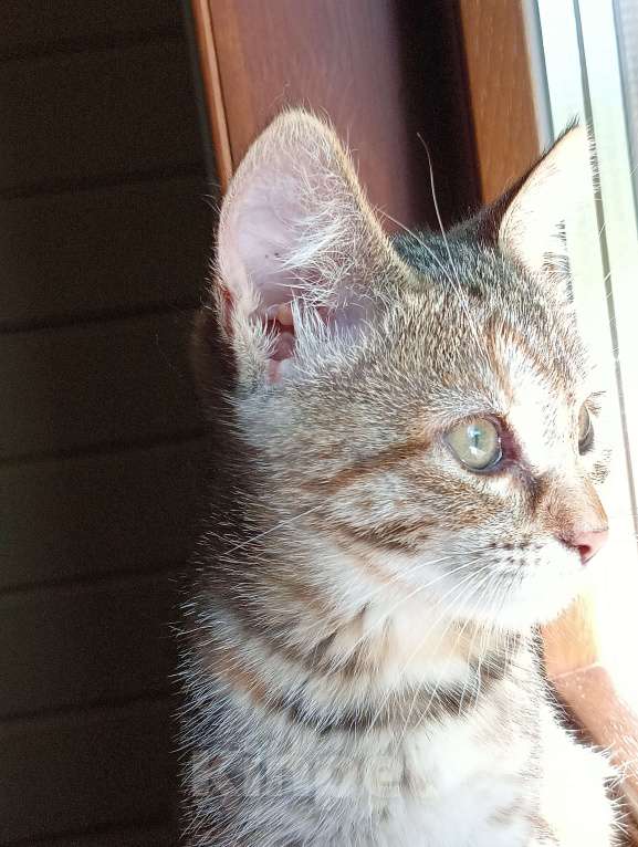 Кошки в Одинцово: Котята в добрые руки Девочка, 1 руб. - фото 3