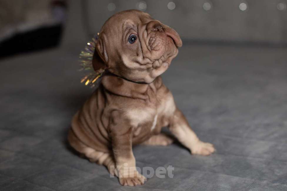 Собаки в Москве: Французский бульдог (бигроп), щенок Девочка, 170 000 руб. - фото 6