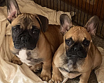 Собаки в Санкт-Петербурге: Очаровательная девочка французского бульдога  Девочка, 45 000 руб. - фото 7