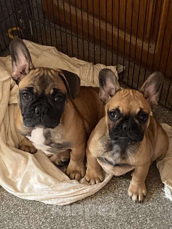 Собаки в Санкт-Петербурге: Очаровательная девочка французского бульдога  Девочка, 45 000 руб. - фото 7