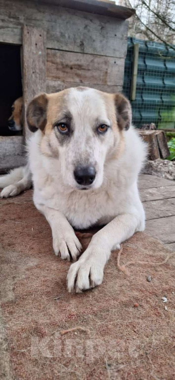 Собаки в Москве: Белла срочно ищет дом Девочка, Бесплатно - фото 2