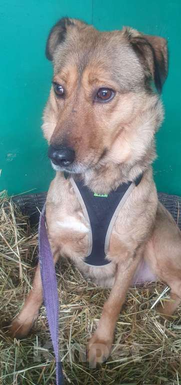 Собаки в Москве: Сандра Девочка, Бесплатно - фото 5