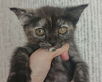 Кошки в Перми: Отдам котят в добрые руки Девочка, Бесплатно - фото 3