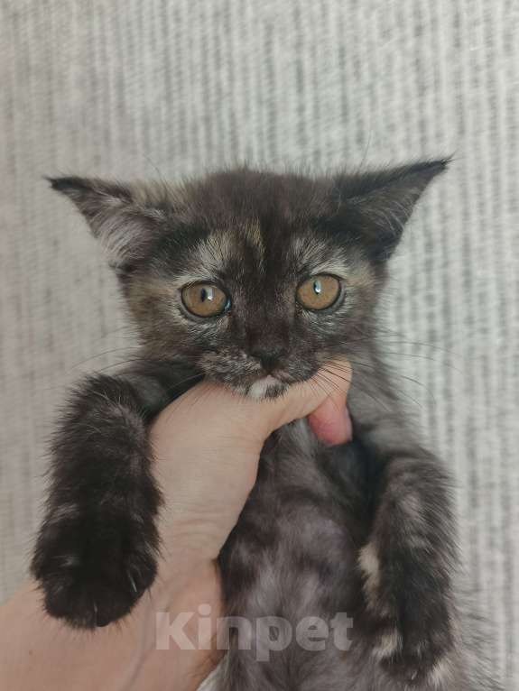 Кошки в Перми: Отдам котят в добрые руки Девочка, Бесплатно - фото 3