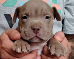 Собаки в Кинели: Американский булли Классик/ XL Мальчик, Бесплатно - фото 5