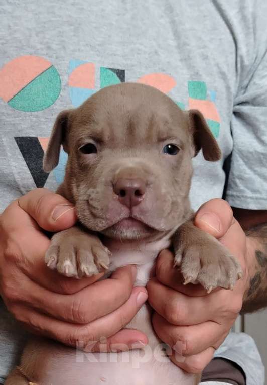 Собаки в Кинели: Американский булли Классик/ XL Мальчик, Бесплатно - фото 5