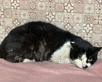 Кошки в Москве: Ласковая и очень несчастная кошка Тату! Помогите найти ей дом! Девочка, Бесплатно - фото 6