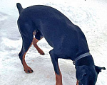 Собаки в Москве: Молодой домашний пес Гесс породы доберман в добрые руки Мальчик, 10 руб. - фото 1