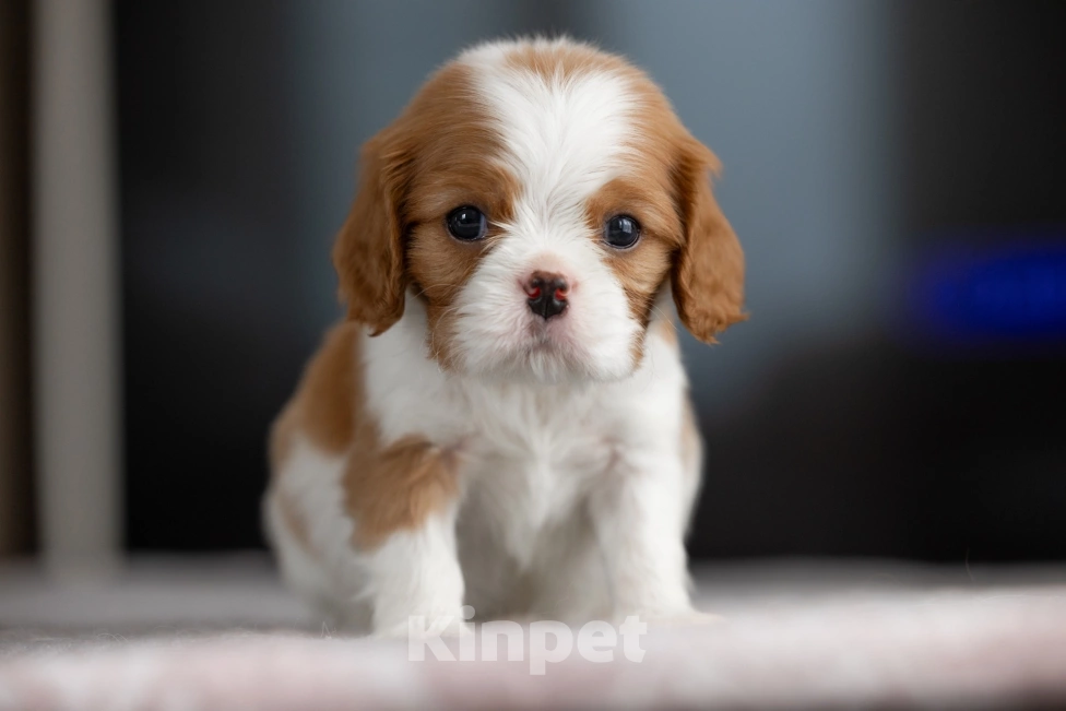 Собаки в Москве: Мальчик  бленхейм  Мальчик, 95 000 руб. - фото 2