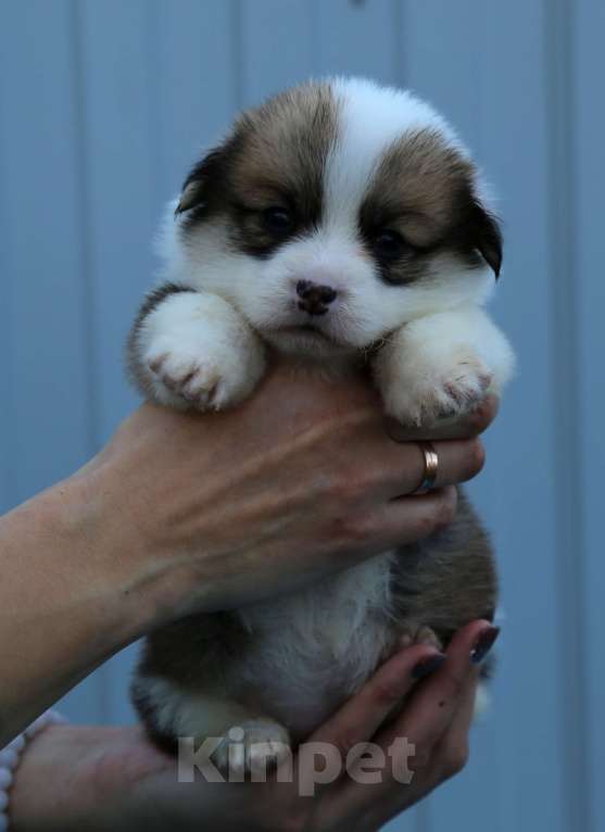 Собаки в Краснодаре: Вельш корги пемброк Девочка, 50 000 руб. - фото 4