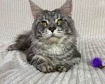 Кошки в Дмитрове: Голубой серебристый мраморный кот мейн кун Dimash Мальчик, 10 000 руб. - фото 5