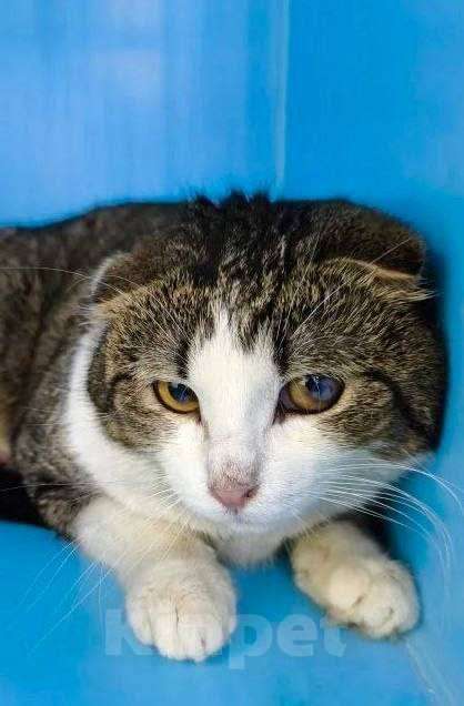 Кошки в Москве: Вислоухий котик ищет семью Мальчик, Бесплатно - фото 1