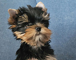Собаки в Москве: Мальчик йорка Мальчик, 40 000 руб. - фото 3