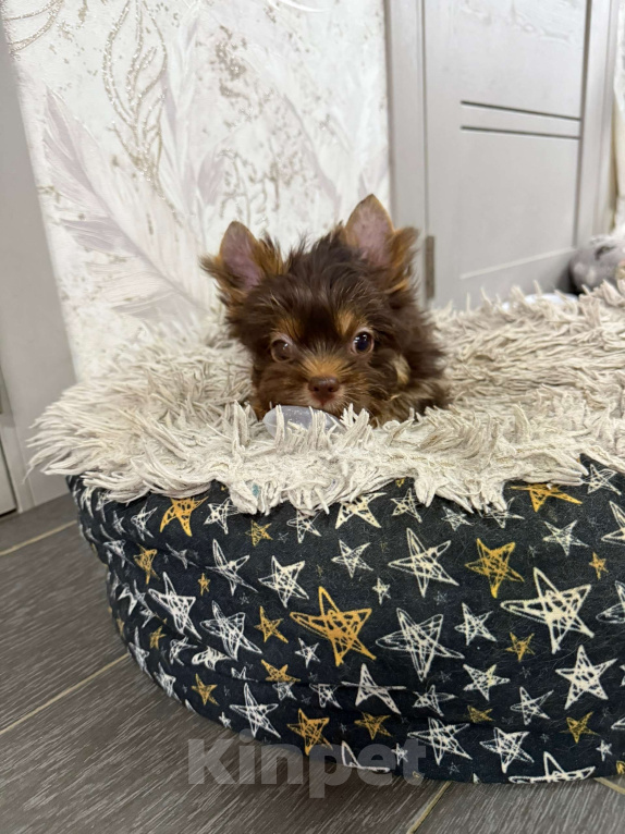 Собаки в Краснодаре: Шоколадный Йорк, Мальчик Мальчик, 30 000 руб. - фото 4