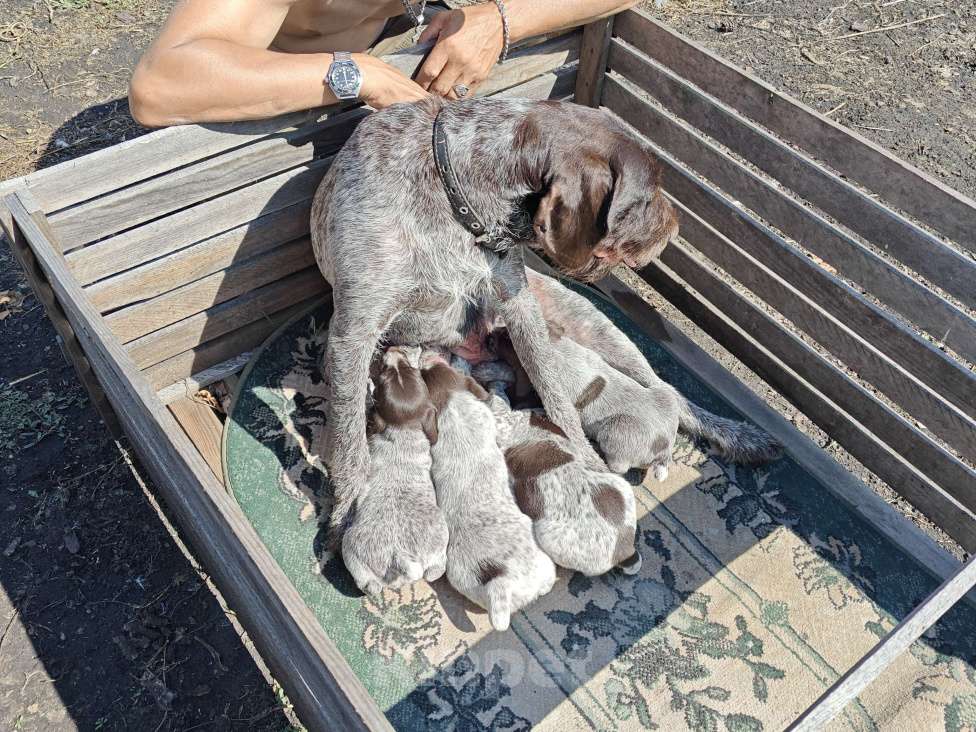 Собаки в Тюмени: Девочки 3 шт и 1 мальчик Девочка, 5 000 руб. - фото 2