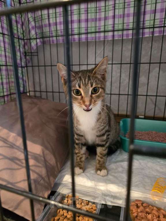 Кошки в Москве: Кнопочка ищет дом! Девочка, Бесплатно - фото 6