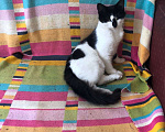 Кошки в Одинцово: Котята в добрый руки Девочка, 1 руб. - фото 1