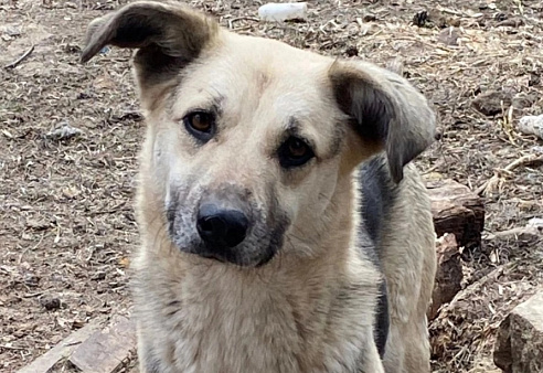 Небольшая собачка Чара