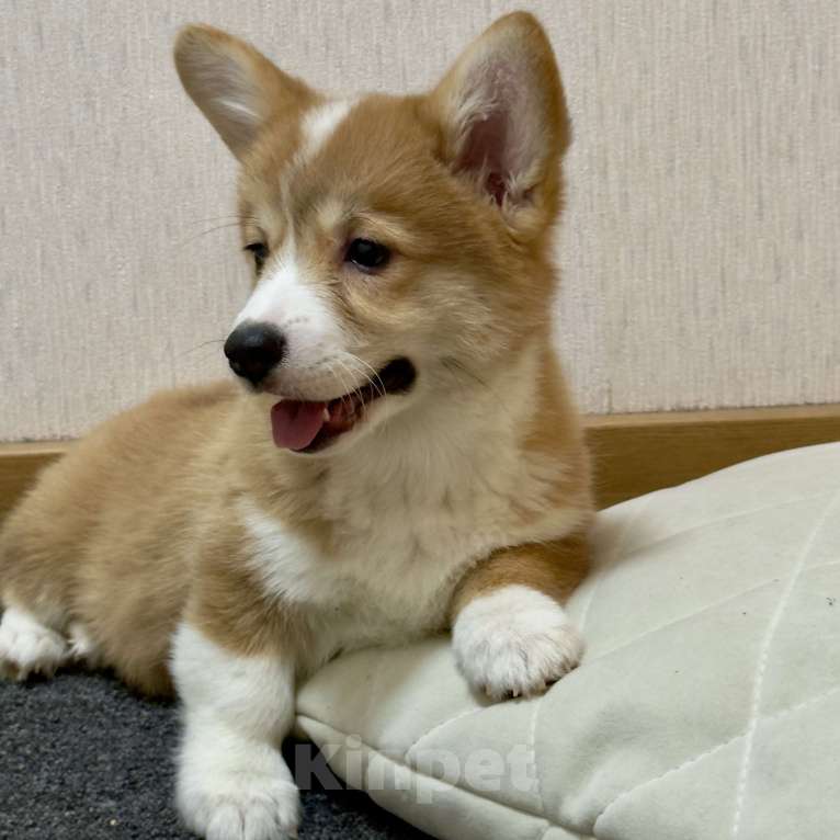 Собаки в других городах Московской области: Красивая девочка Девочка, 50 000 руб. - фото 5